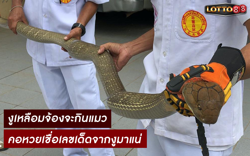 คอหวยตีเลขเด็ดจากงูเหลือม